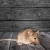 Quantico Mice Removal by Bradford Pest Control of VA